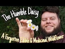 The Daisy: A Forgotten Edible & Medicinal Wildflower. Facts, Uses &  Folklore (bellis perenis) 🌼
