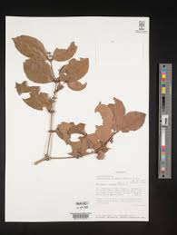Image result for Cassipourea congoensis