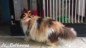 Rupanya jenis kucing ini justru yang paling diminati. Kucing Persia Peaknose Calico Youtube