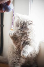 I am an exotic kitten breeder and offer kittens for sale in virginia specializing in: Diamond Road British Shorthair Longhair Cats Au Home Facebook