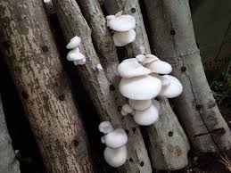 ヒラタケ 原木 栽培