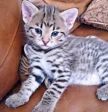 There are three boys and two girls and will b. Snow Canyon Savannahs Cats Cats And Kittens Cat Breeder