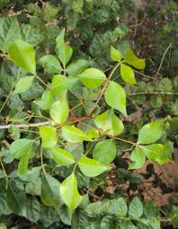 Image result for Commiphora africana