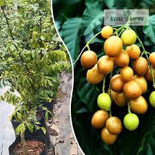 Image result for Clausena lansium