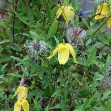 Do you have propagation info on this plant? Clematis Tangutica Eine Der Wenigen Gelbbluhenden Clematis Native Plants