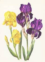 Purple And Yellow Iris Botanical Print From 1964 Vintage Etsy Botanical Art Botanical Prints Iris Art
