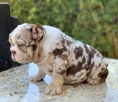 1954 old gold cigarette ad english bulldog & puppy. Bigdawg S On Instagram Beautiful Chocolate Tri Merle Chocoroll Daughter Chocolove Ch Bulldog Puppies Merle French Bulldog Natural Dog