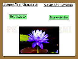 There is a list of names containing flowers in tamil & english, please teach the tamil world the names of the native flowers in their mother tongue. Name Of Flowers In Tamil Part I Youtube