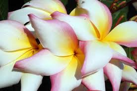 Whether you take plumeria photos with a phone, point & shoot, or slr, these principles will improve their ahhhh factor. Photography Tips Plumeria Care