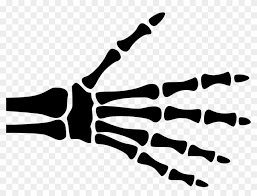 Choose from over a million free vectors, clipart graphics, vector art images, design templates, and illustrations created by artists worldwide! Hand Skeleton Comments Png Hand X Ray Free Transparent Png Clipart Images Download