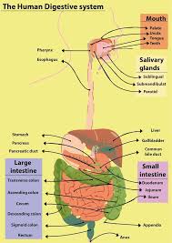 Although each rib has its own rom (occurring primarily at the costovertebral joint), rib. What Organs Are Located On The Left Side Of Your Body Class 11 Biology Cbse
