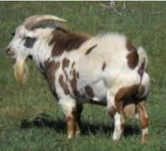 Helpful Information On Floppy Kid Syndrome Miniature Goats Goat Health Goats