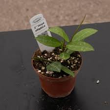 Image result for Hugonia elliptica