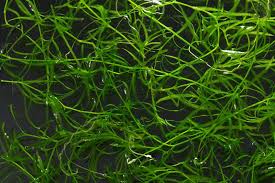 Image result for Najas graminea