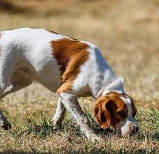The bear is the animal with the best sense of smell, and bears have been known to find food sources that are 18 miles (28.9 km) away. Why Does My Dog Sniff Everything Making Sense Of Scents Noses