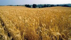 Enfiteusi E Affrancazione Investo Agenzia Immobiliare Grottaglie