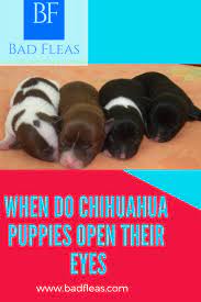 Here is the complete answer to it with detailed information and also mentioned some ever you find any pus discharge from the eye area or around the eyelid area, it can also be the sign of infection. When Do Chihuahua Puppies Open Their Eyes Chihuahua Puppies Dog Skin Care Puppies