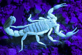 This is very confusing because the camel spider is part of the arachnida class, but they're really solpugids. Learn About Scorpions Scorpion Facts For Kids Students Adults In Depth Information Pictures Videos