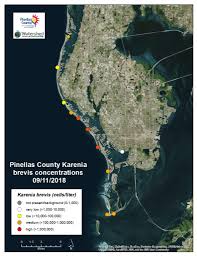 Red Tide Hits Pinellas County The Gabber