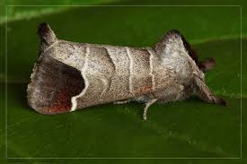 Image result for Clostera curtula