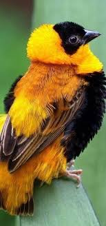 Black Bird With Orange Wings South Africa The Northern Red Bishop Or Orange Bishop Is A Resident Bird Species In Africa S Of The Sahara Desert And Beaux Oiseaux Les Oiseaux Du Monde Oiseaux Exotiques