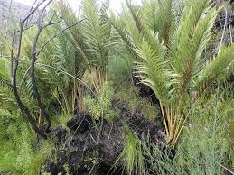 Image result for Todea