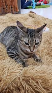 Called planet tails, it features free wifi, coffee, food, and of america's first cat cafe opened last month in the bay area. The Cat Cafe South Beach 157 Photos 50 Reviews Themed Cafes 1423 Washington Ave Miami Beach Fl Restaurant Reviews Phone Number Yelp
