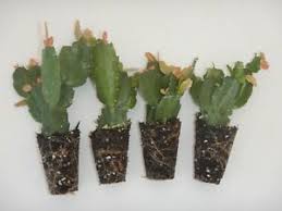 I'll summarize the information and write about it in the next post. Fungal Infections And Succulents How To Treat Them Unusualseeds