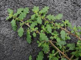 Image result for Dysphania