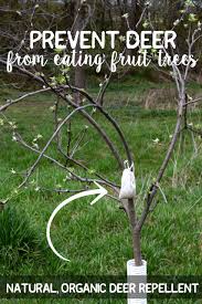 If you have any fruit trees, and especially if you live where the winters are long and cold, you may have seen the damage even a few hungry deer can do to the tender tree buds and even small. Prevent Deer From Eating Fruit Trees Natural Organic Deer Repellent Whole Fed Homestead