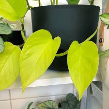 Neon tetra habitat and care. Pothos Neon Goldilocks Epipremnum Aureum Plant Care Tips The Jungle Collective