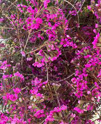 San diego flowers by price. San Diego Wholesale Florist Home Facebook