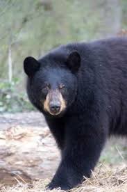 I don't know how all this makes you feel, but it fairly sickens me. As Bear Sightings Increase In Alabama Here S What You Need To Know Bham Now