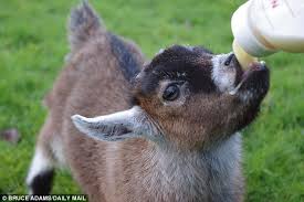 Pet service in pilesgrove township, new jersey. 50 000 Brits Keep Goats As Household Pets And Insist They Re Man S Best Friend Daily Mail Online