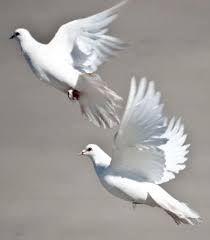 Camilla Mars Adli Kullanicinin Aves Feathers Panosundaki Pin Goruntuler Ile Resim Kus Cizimler