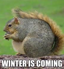 55 Funny Winter Memes That Are Relatable If You Live In The North Funny Squirrel Pictures Squirrel Pictures Squirrel Funny