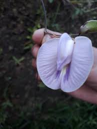 Image result for Centrosema pubescens