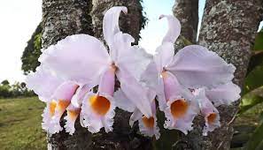 Cattleya Cattleya Orchid Cattleya Orchids