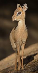 Sesi dik ve küstahtı, söylediklerini aşağı salonda bekleşen komşular işittiler. Dik Diks Are The Best Best Dik Dik Is The Moniker For Any Of 4 Species Of Tiny Antelope In The Genus Madoqua Native To Weird Animals Dik Dik Unique Animals