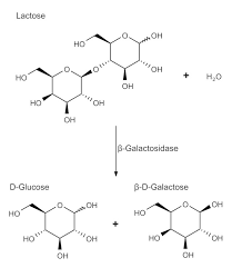 Water | Free Full-Text | Monitoring Of Β-D-Galactosidase Activity As A  Surrogate Parameter For Rapid Detection Of Sewage Contamination In Urban  Recreational Water