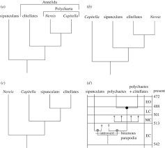 Micrornas Resolve An Apparent Conflict Between Annelid