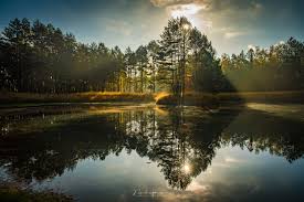 Image result for reflection