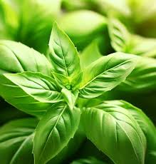 Image result for Ocimum basilicum
