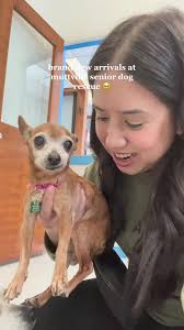 Chihuahua Rescue California