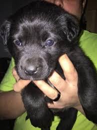 Feel free to call, text, or my pomeranian puppies are of the toy breed standard that calls dogs who weigh between 4 to 7. Louisiana Catahoula Leopard Border Collie Mix Puppies One Female For Sale In Pittsburgh Pennsylvania Classified Americanlisted Com
