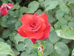 Image result for Rosa sp.