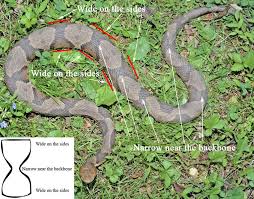 Copperheads And Similar Looking Harmless Species