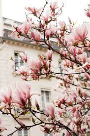 Paris Photography Pink Magnolia Trees In Paris Paris Home Decor Paris In Bloom Springtime In Paris Pink Paris Wall Art Blush Pink In 2021 Magnolia Blossom Springtime In Paris Magnolia Trees
