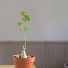 Image result for Gerrardanthus lobatus