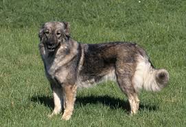 Selective breeding of caucasian shepherds started in the soviet union from about 1920 from dogs of the caucasus mountains and the steppe regions of southern russia. Pastore Del Caucaso Amici Di Casa